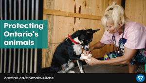 New Animal Welfare System Now In Force In Ontario